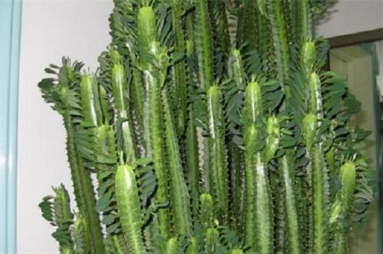 龙骨花的风水作用,龙骨花摆放哪里风水好