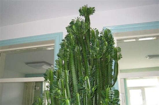 龙骨花的风水作用,龙骨花摆放哪里风水好