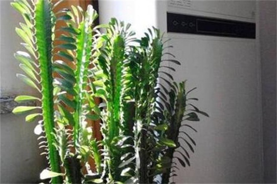 龙骨花的风水作用,龙骨花摆放哪里风水好