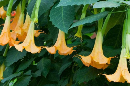 曼陀罗花是彼岸花吗,不是且两者大有区别