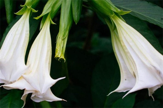 曼陀罗花是彼岸花吗,不是且两者大有区别