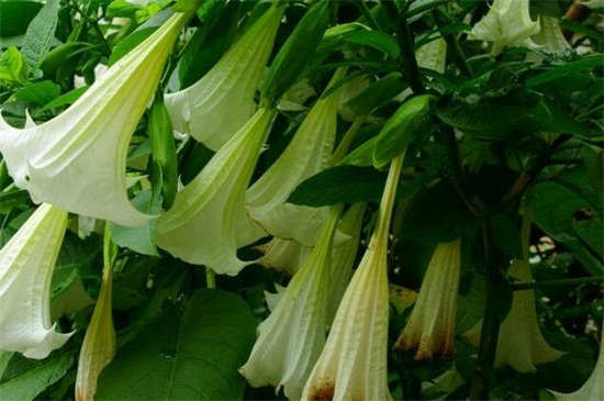 曼陀罗花是彼岸花吗,不是且两者大有区别