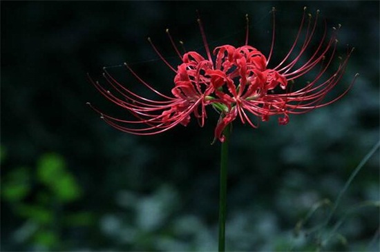 曼陀罗花是彼岸花吗,不是且两者大有区别