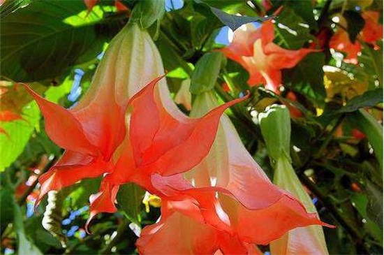 曼陀罗花是彼岸花吗,不是且两者大有区别