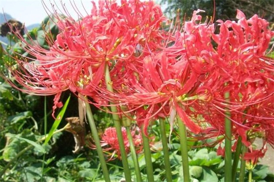 曼陀罗花是彼岸花吗,不是且两者大有区别