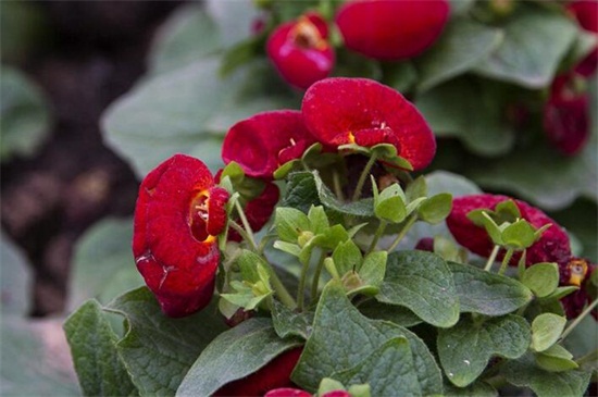 荷包花一年就死掉了吗,荷包花一年四季都可以存活么