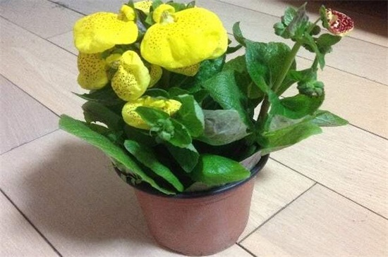 荷包花一年就死掉了吗,荷包花一年四季都可以存活么