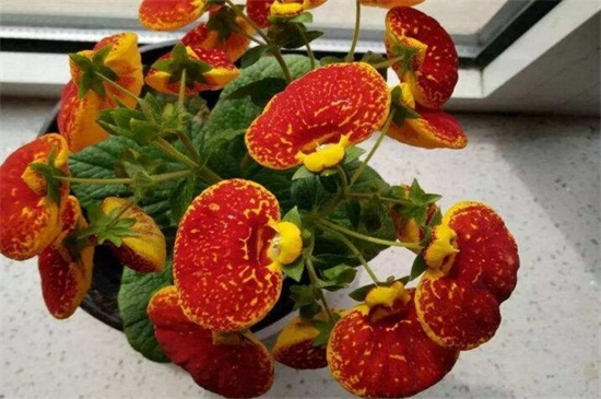 荷包花一年就死掉了吗,荷包花一年四季都可以存活么