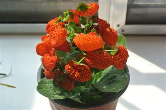 荷包花一年就死掉了吗,荷包花一年四季都可以存活么