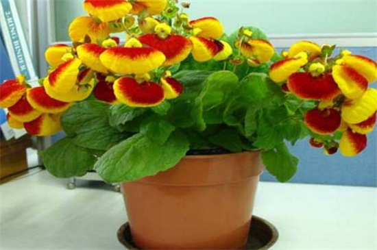 荷包花一年就死掉了吗,荷包花一年四季都可以存活么