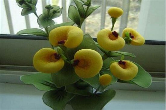 荷包花一年就死掉了吗,荷包花一年四季都可以存活么