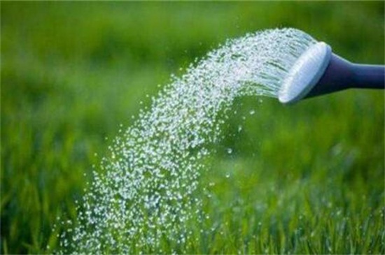 文竹怎么养才能长的好