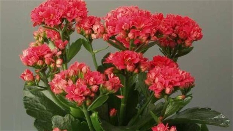 长寿花叶子发黄怎么办