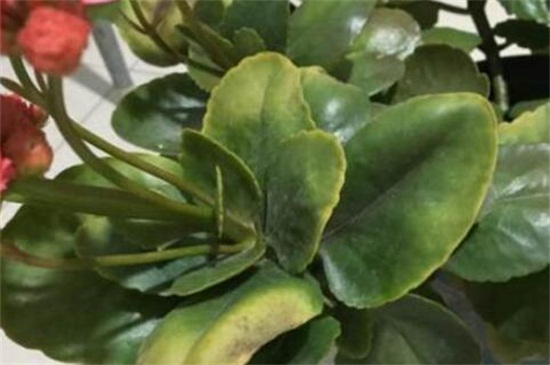 长寿花叶子发黄怎么办