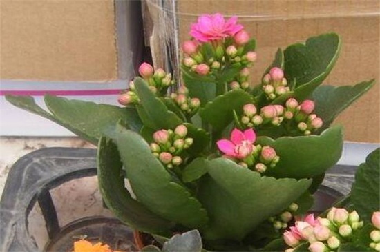 长寿花叶子发黄怎么办