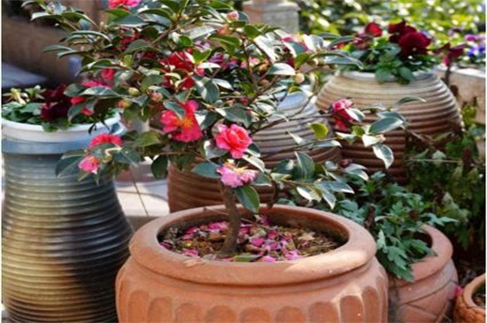 山茶花冬天养殖的禁忌