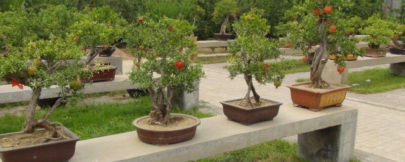 盆栽石榴树怎么过冬