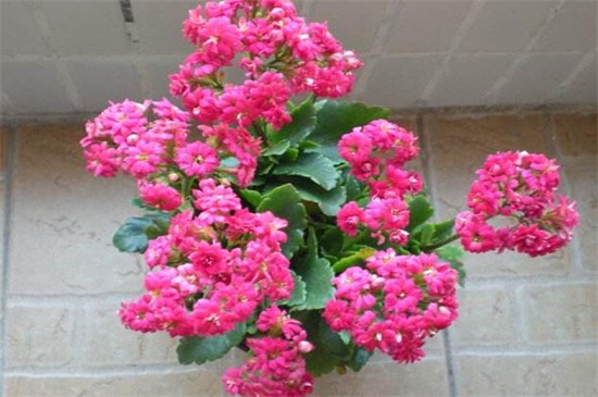 长寿花一年开几次花