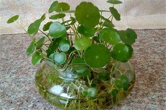 水培铜钱草怎样过冬,控温5℃以上使其越冬