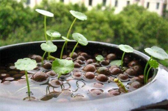 水培铜钱草怎样过冬,控温5℃以上使其越冬