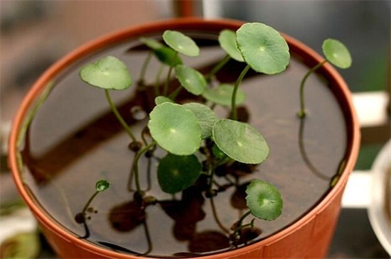 水培铜钱草怎样过冬,控温5℃以上使其越冬