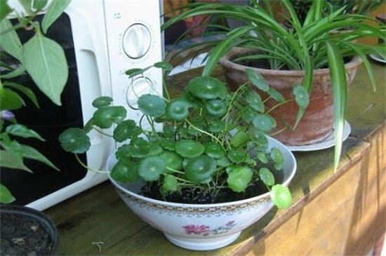 水培铜钱草怎样过冬,控温5℃以上使其越冬