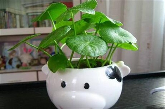 水培铜钱草怎样过冬,控温5℃以上使其越冬