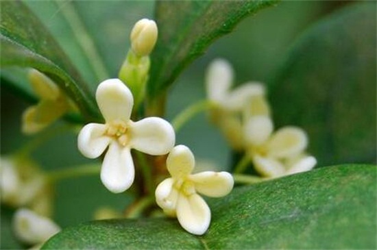 桂花代表的寓意是什么,表示永伴佳人和高雅荣誉
