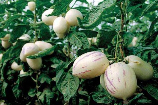 孕妇可以吃人参果么,有利于宝宝健康