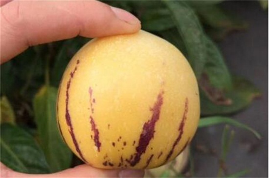 孕妇可以吃人参果么,有利于宝宝健康