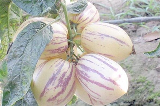 孕妇可以吃人参果么,有利于宝宝健康