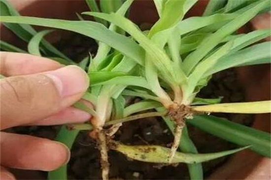 吊兰根剪断了还能活吗,细心养护可再次成活