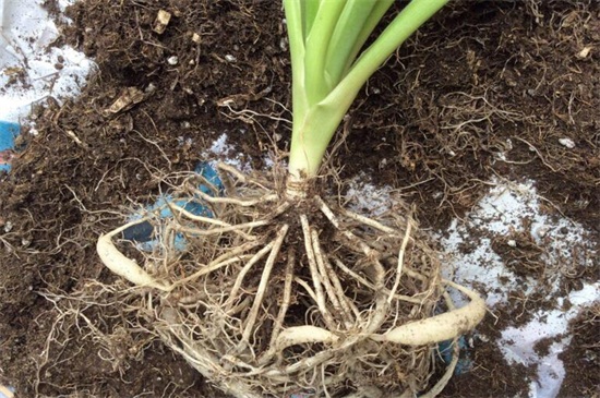 吊兰根剪断了还能活吗,细心养护可再次成活