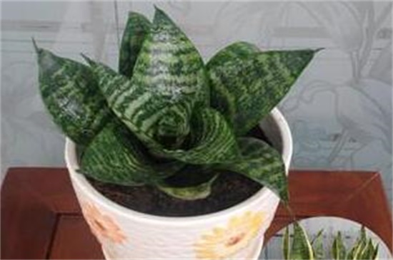 小虎皮兰的养殖方法和注意事项,追施肥料促使生长