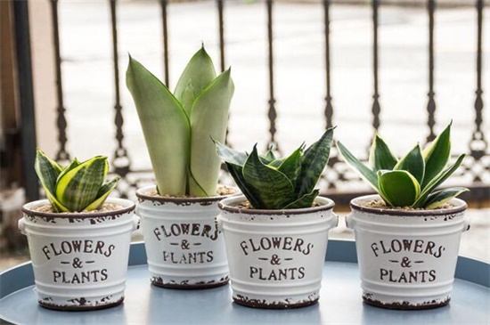 小虎皮兰的养殖方法和注意事项,追施肥料促使生长