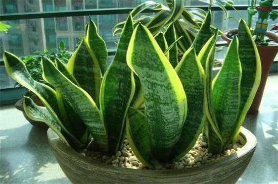 小虎皮兰的养殖方法和注意事项,追施肥料促使生长