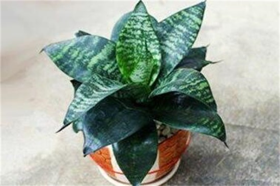 小虎皮兰的养殖方法和注意事项,追施肥料促使生长