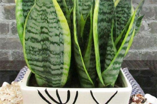 小虎皮兰的养殖方法和注意事项,追施肥料促使生长