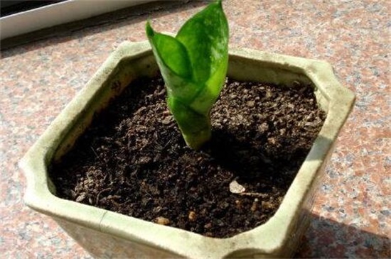 小虎皮兰的养殖方法和注意事项,追施肥料促使生长