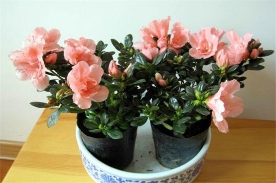 西洋杜鹃的养殖方法和注意事项,需通风顺畅并喷水保湿