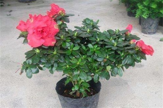 西洋杜鹃的养殖方法和注意事项,需通风顺畅并喷水保湿