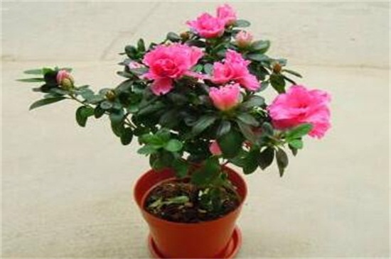 西洋杜鹃的养殖方法和注意事项,需通风顺畅并喷水保湿