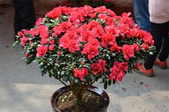 西洋杜鹃的养殖方法和注意事项,需通风顺畅并喷水保湿