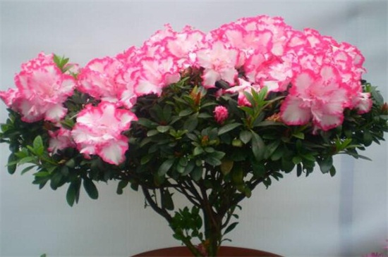 西洋杜鹃的养殖方法和注意事项,需通风顺畅并喷水保湿