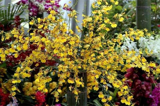 梦香兰和文心兰的区别,4种方法教你区分两者