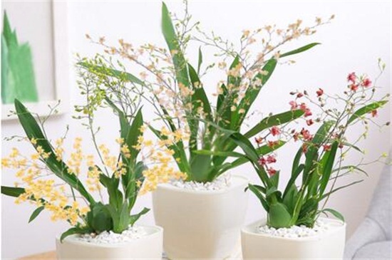 梦香兰和文心兰的区别,4种方法教你区分两者