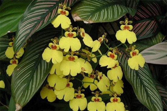 梦香兰和文心兰的区别,4种方法教你区分两者