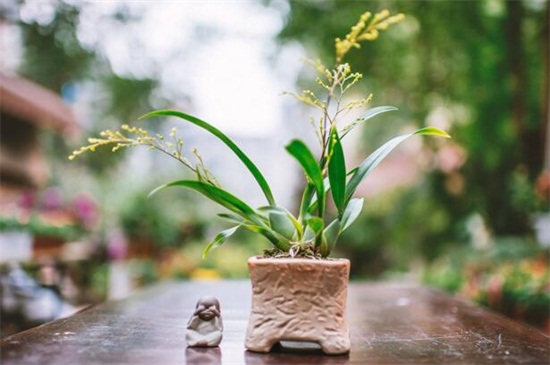 梦香兰和文心兰的区别,4种方法教你区分两者