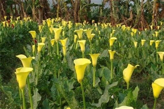 盆栽马蹄莲的养殖方法,及时浇水保持盆土湿润