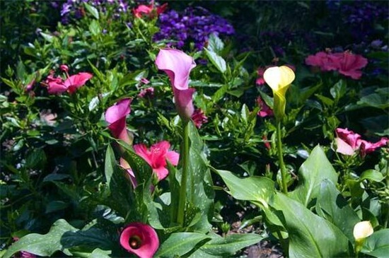 盆栽马蹄莲的养殖方法,及时浇水保持盆土湿润